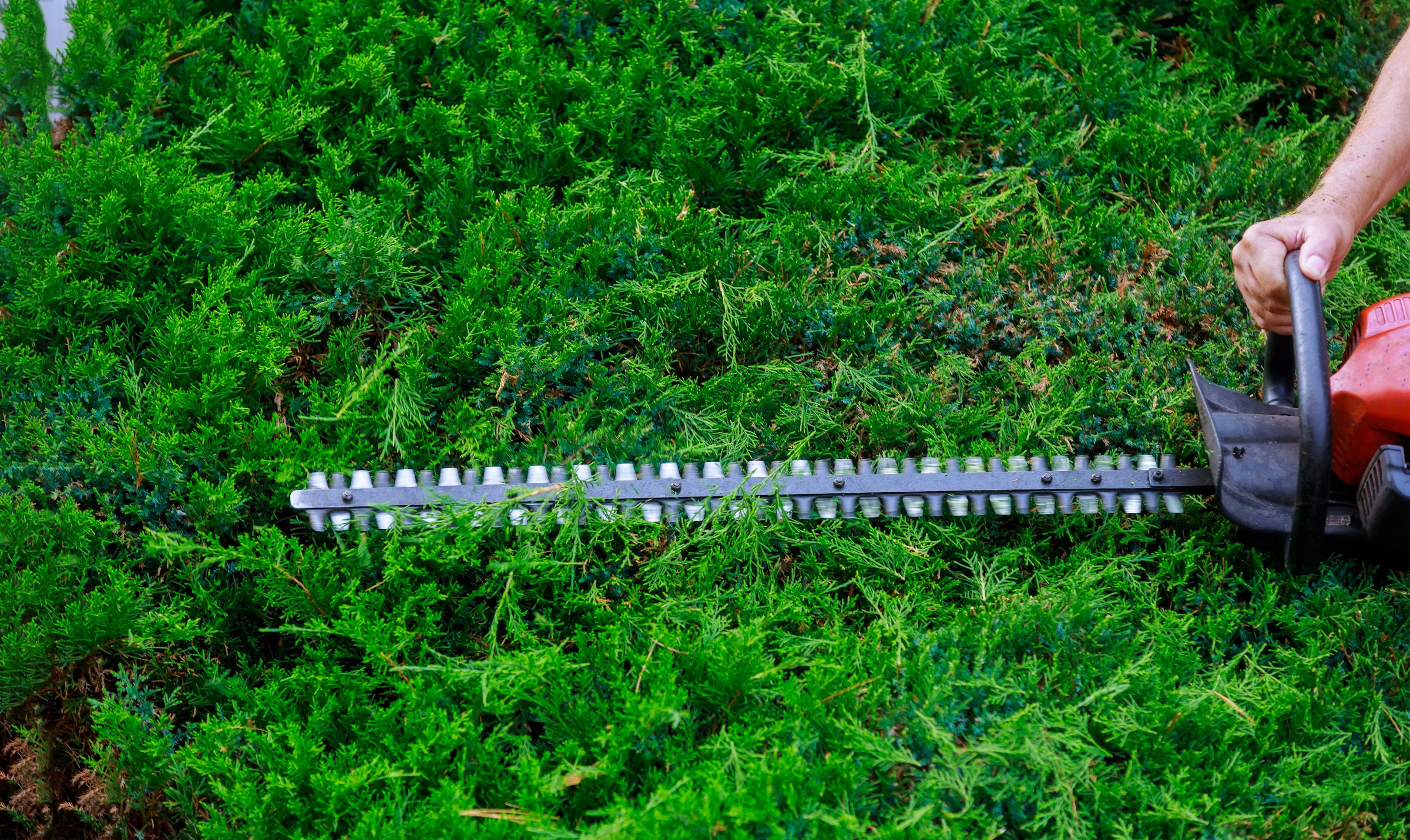 How Often Should You Book Hedge Cutting in Titchfield?