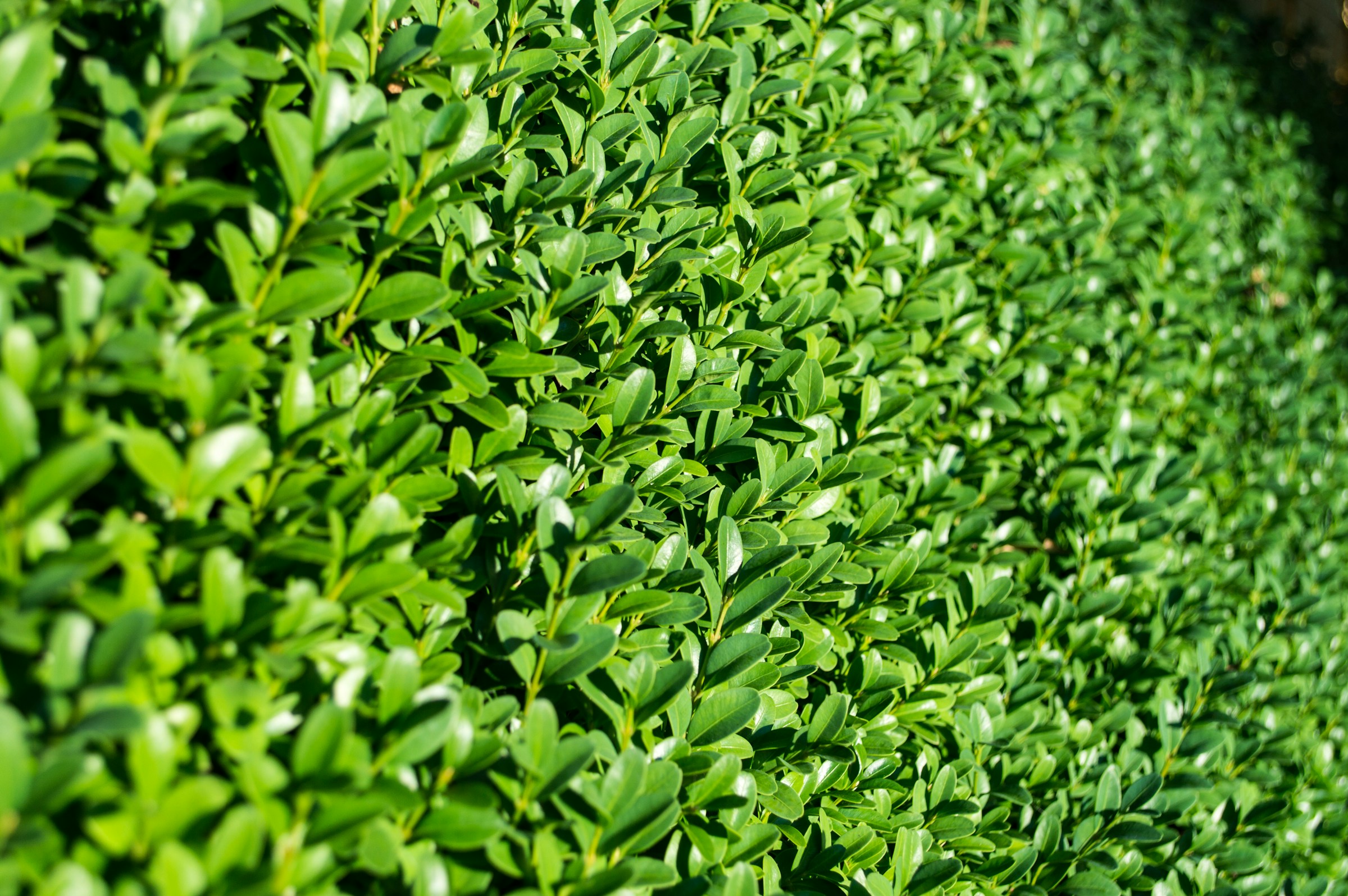 Hedge Cutting and Grounds Maintenance in Titchfield: Why It Matters in Spring