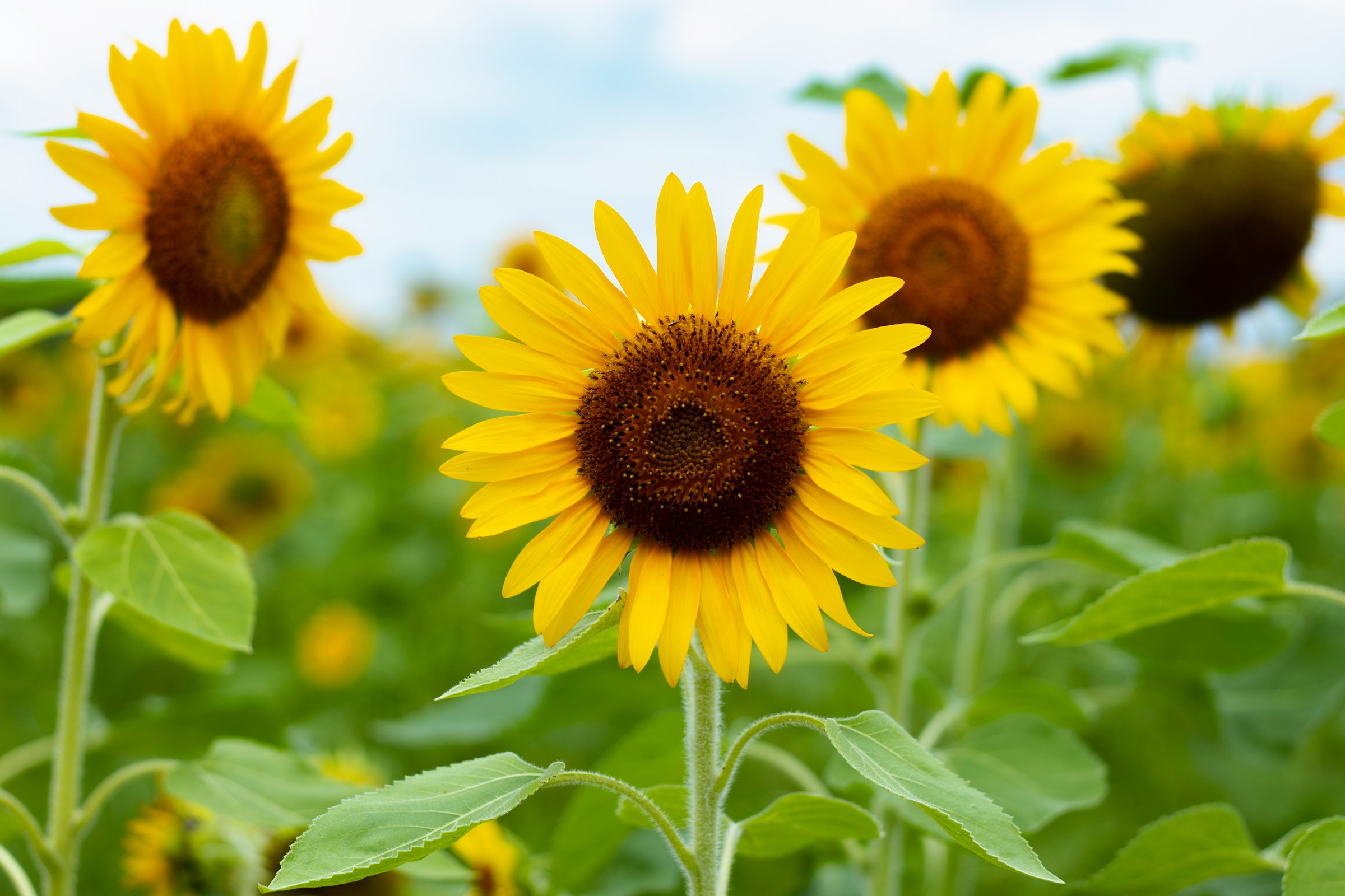 Summer Garden Maintenance in Hampshire: Keep Your Garden Thriving