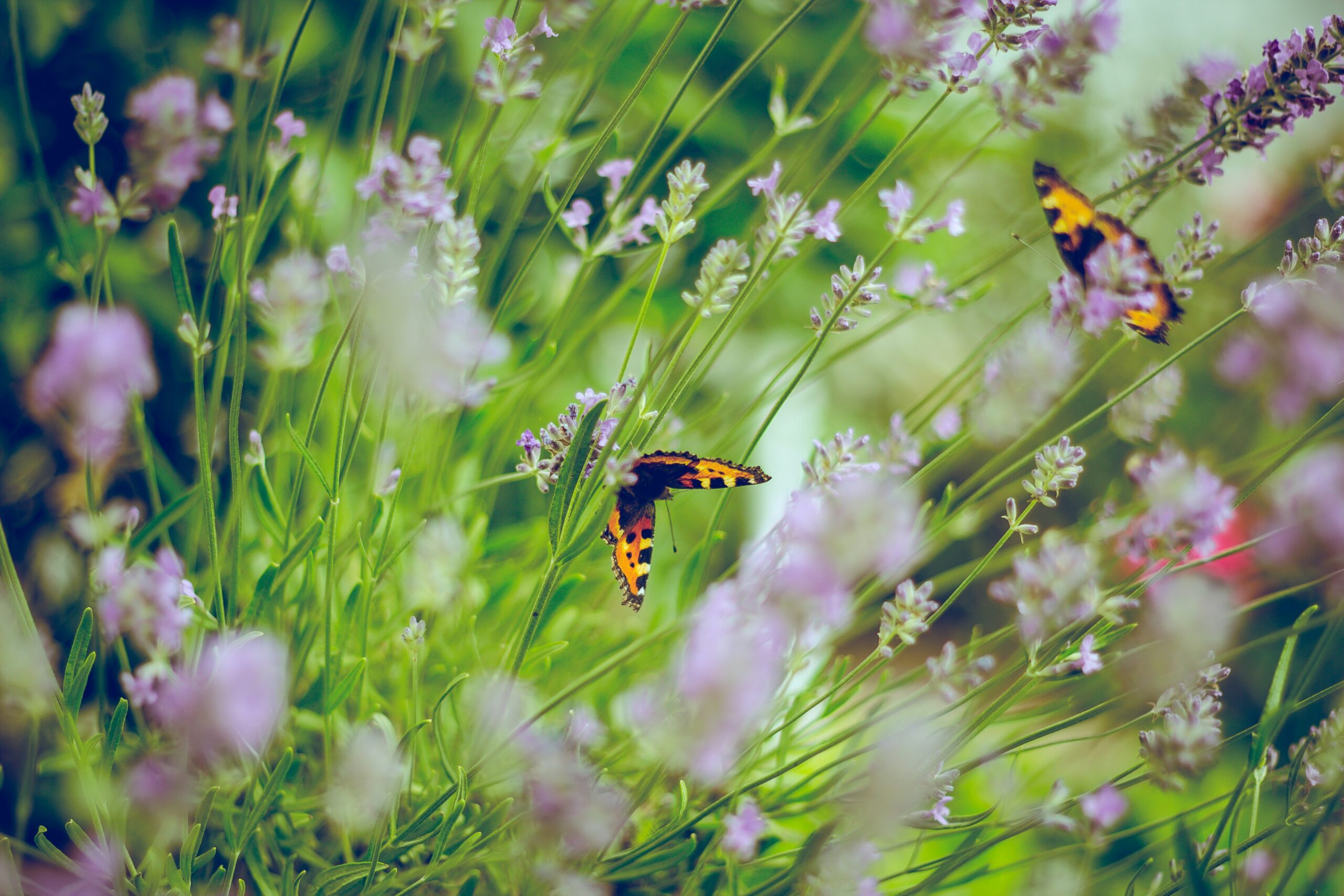 Signs Your Garden Needs a Professional Gardener in Fareham