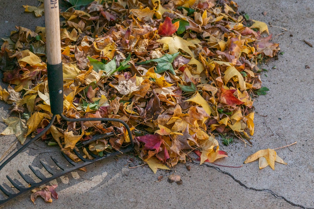 Gardener clearing autumn leaves in a Fareham garden